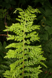 Polystichum setiferum RCP06-07 108.jpg